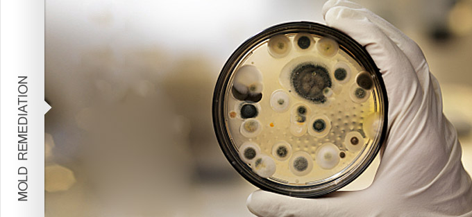 Mold Remediation